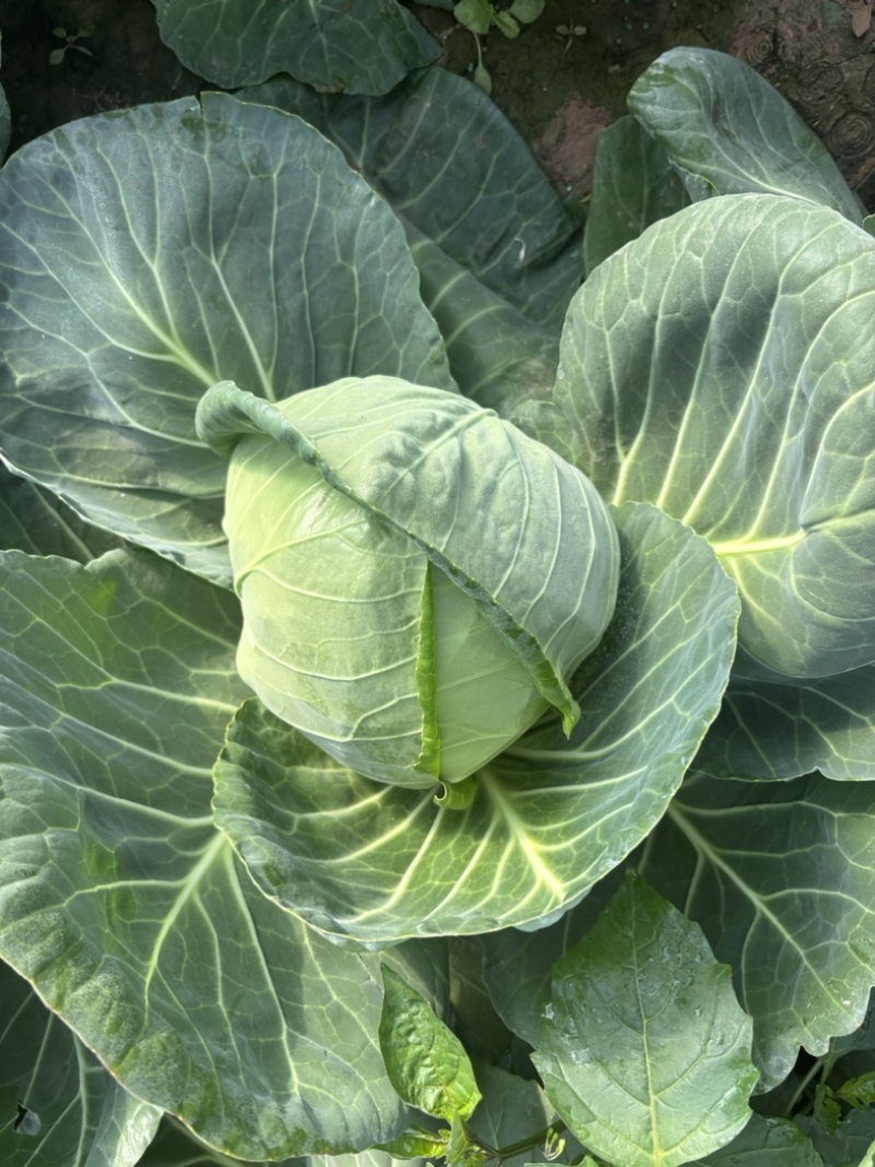 大棚种植精品宣甘蓝绿甘蓝个头均匀产地直发质量有售后