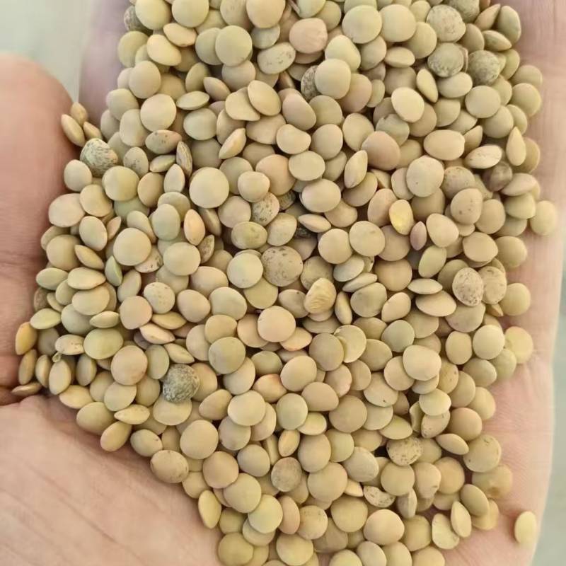 哈萨克斯坦扁豆
