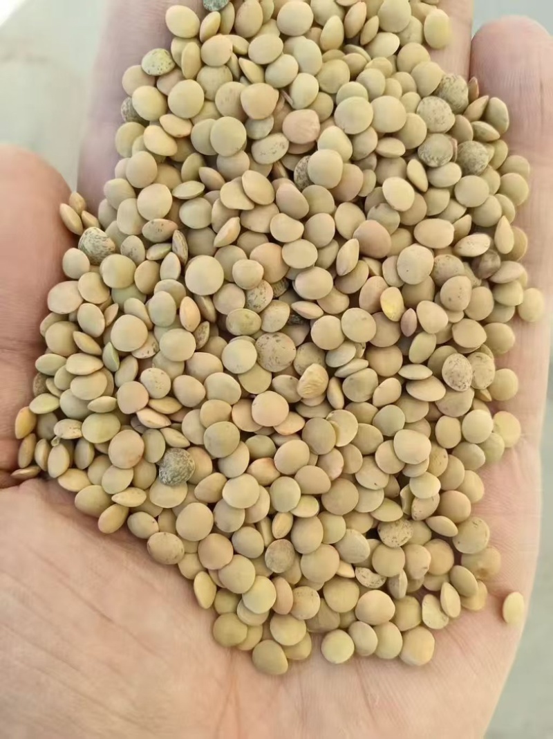 哈萨克斯坦扁豆