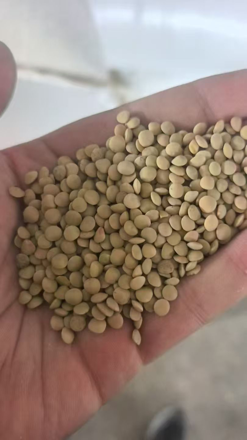 哈萨克斯坦扁豆