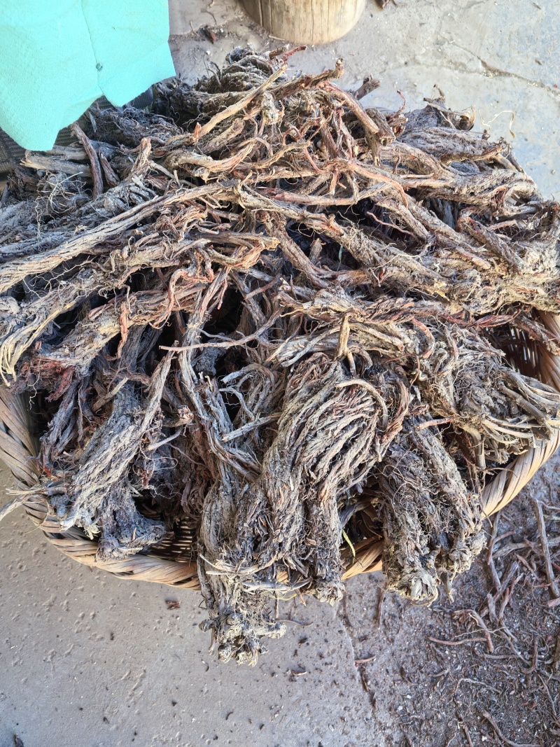 甘肃高海拔野生丹参