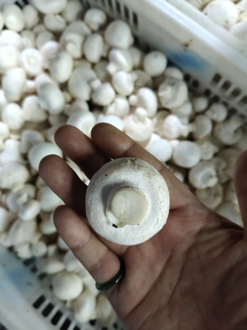 安徽阜阳双孢菇C级大量上市！一天1000斤，工厂直发！！