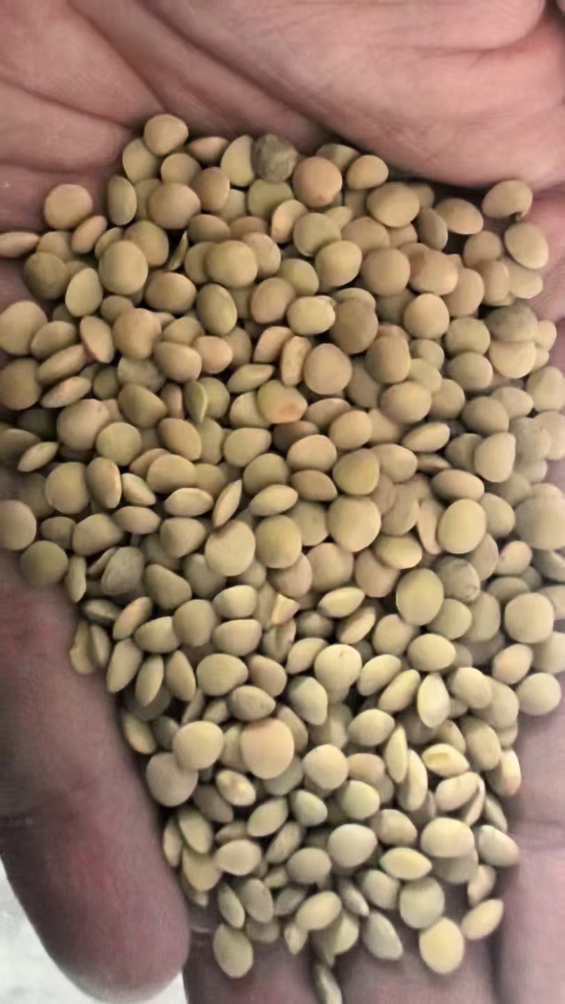 哈萨克斯坦扁豆