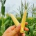 新鲜玉米笋大量供应中对接市场商超量大从优欢迎来电咨询订购
