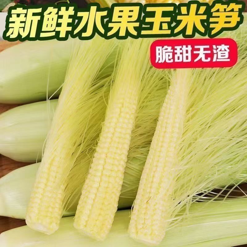 新鲜玉米笋大量供应中对接市场商超量大从优欢迎来电咨询订购