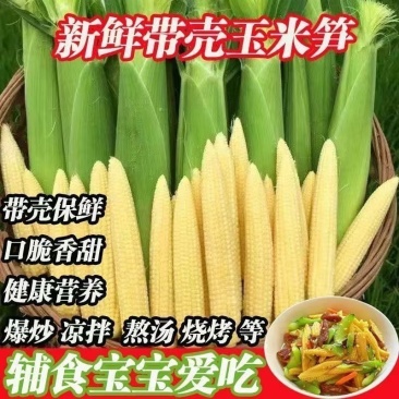新鲜玉米笋大量供应中对接市场商超量大从优欢迎来电咨询订购
