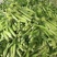 新鲜玉米笋大量供应中对接市场商超量大从优欢迎来电咨询订购