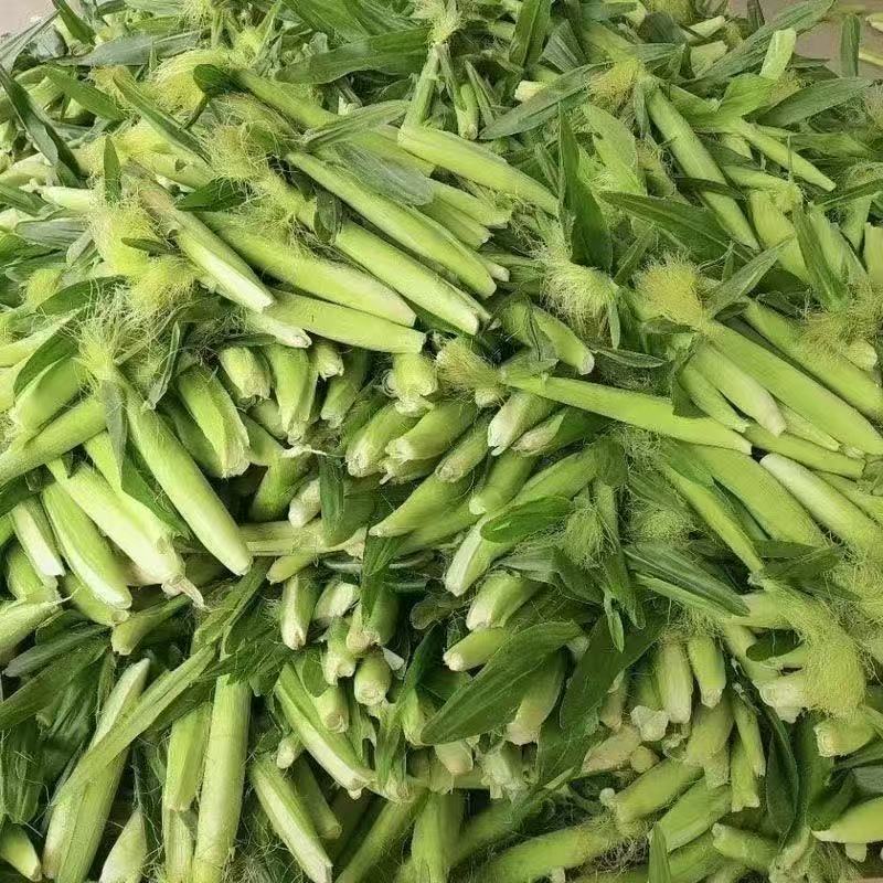新鲜玉米笋大量供应中对接市场商超量大从优欢迎来电咨询订购