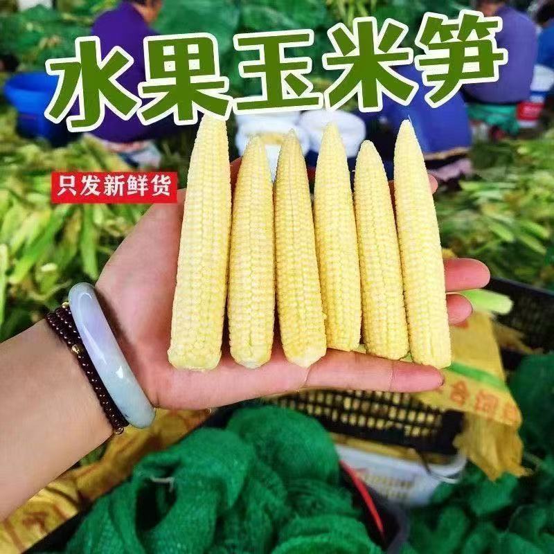 新鲜玉米笋大量供应中对接市场商超量大从优欢迎来电咨询订购