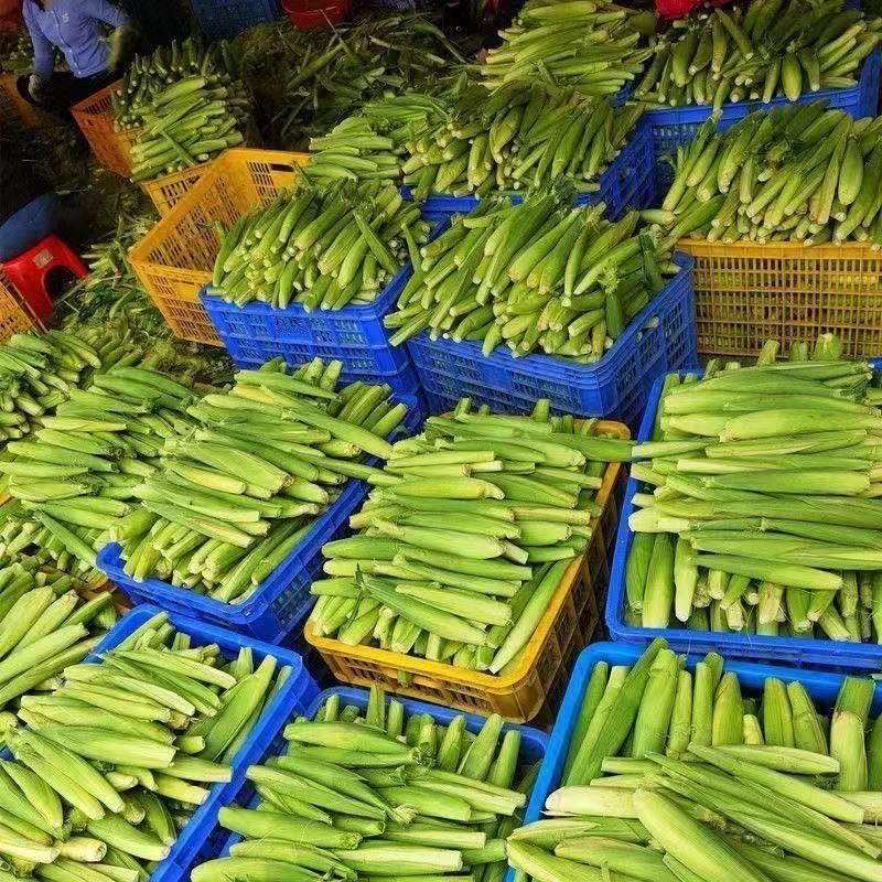新鲜玉米笋大量供应中对接市场商超量大从优欢迎来电咨询订购