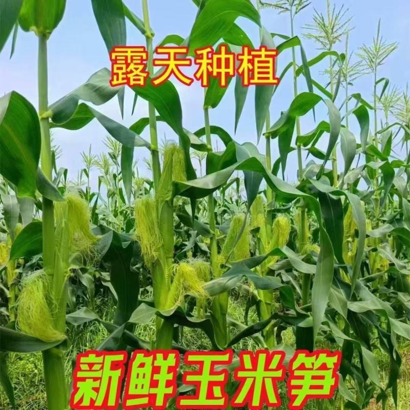 新鲜玉米笋大量供应中对接市场商超量大从优欢迎来电咨询订购