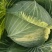 甘蓝莲花白