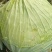 甘蓝莲花白