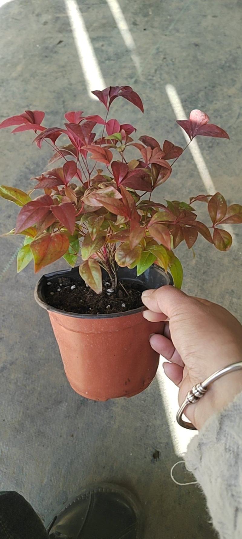 火焰南天竹盆栽冬季耐寒红叶绿植室内外客厅阳台四季好养植物