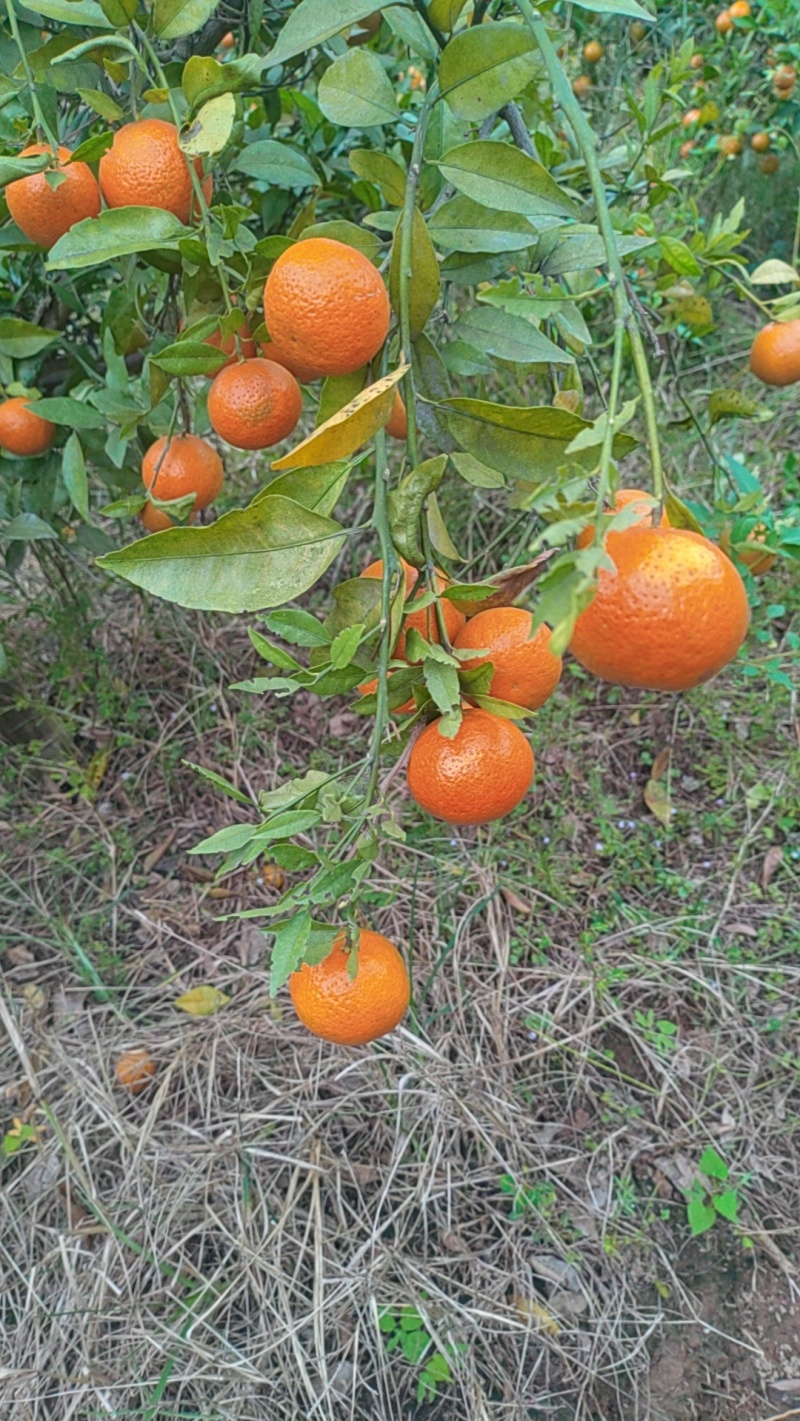 东方红蜜桔