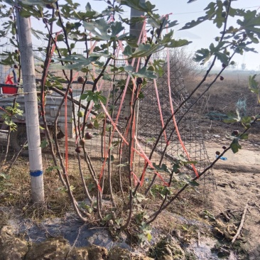 新鲜无花果枝条