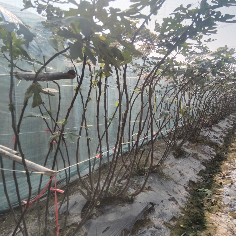 新鲜无花果枝条