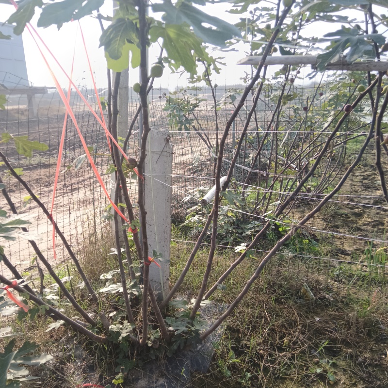 新鲜无花果枝条