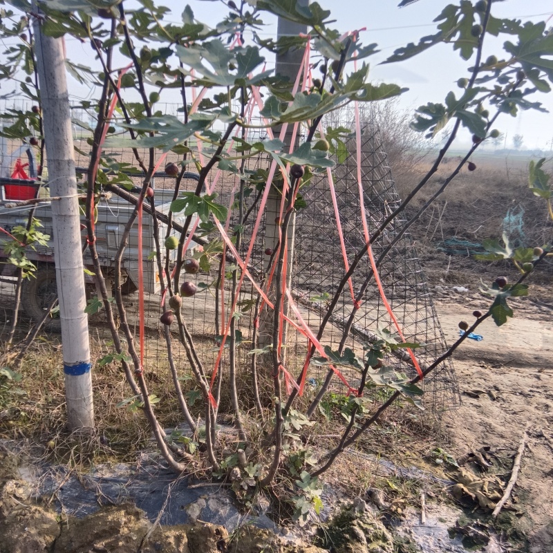 新鲜无花果枝条