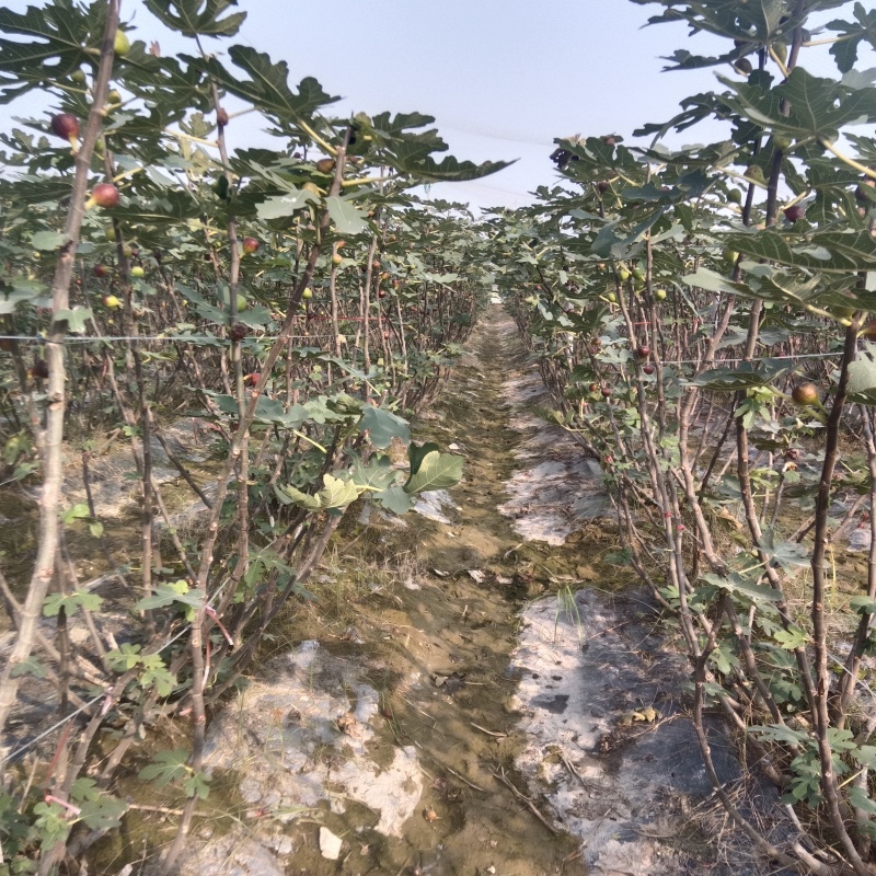 新鲜无花果枝条