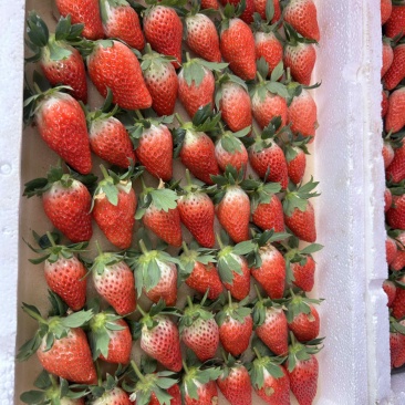 甜宝草莓🍓、香叶草莓🍓、有需要的老板可以联系了、