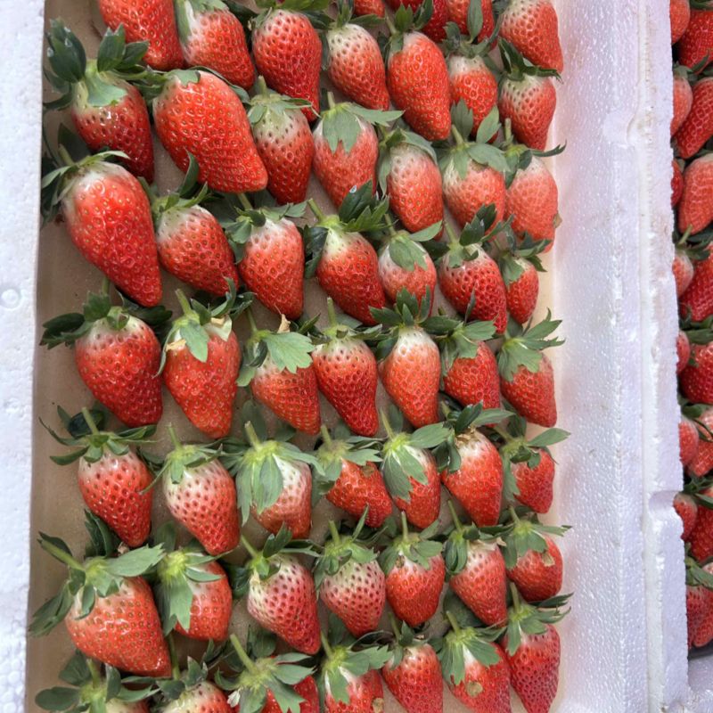 甜宝草莓🍓、香叶草莓🍓、有需要的老板可以联系了、