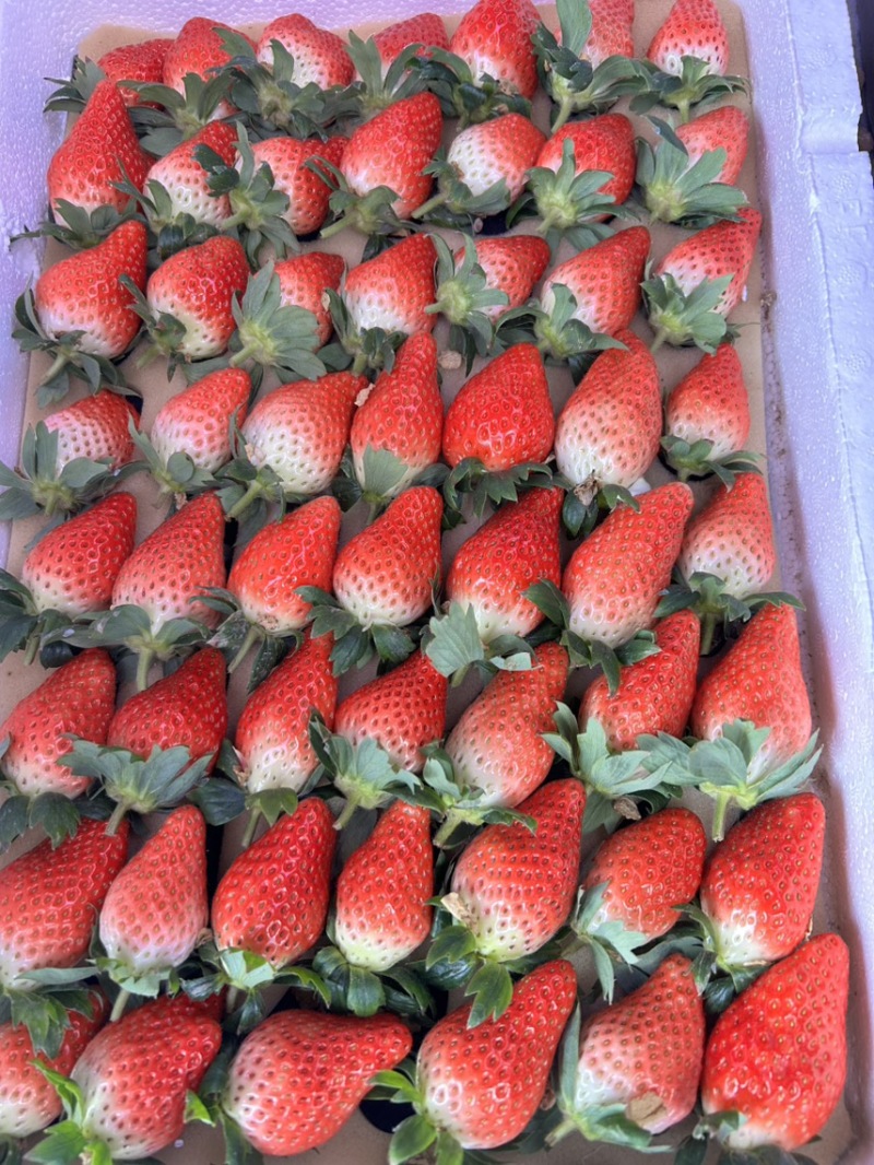 甜宝草莓🍓、香叶草莓🍓、有需要的老板可以联系了、