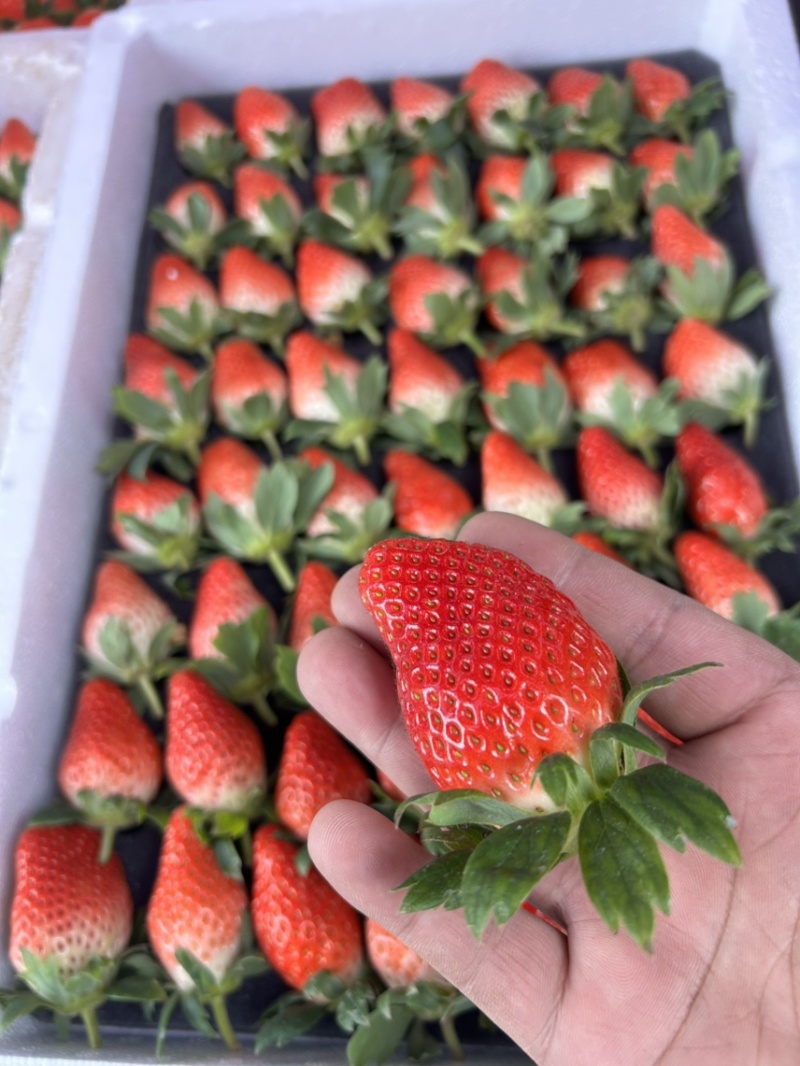 甜宝草莓🍓、香叶草莓🍓、有需要的老板可以联系了、