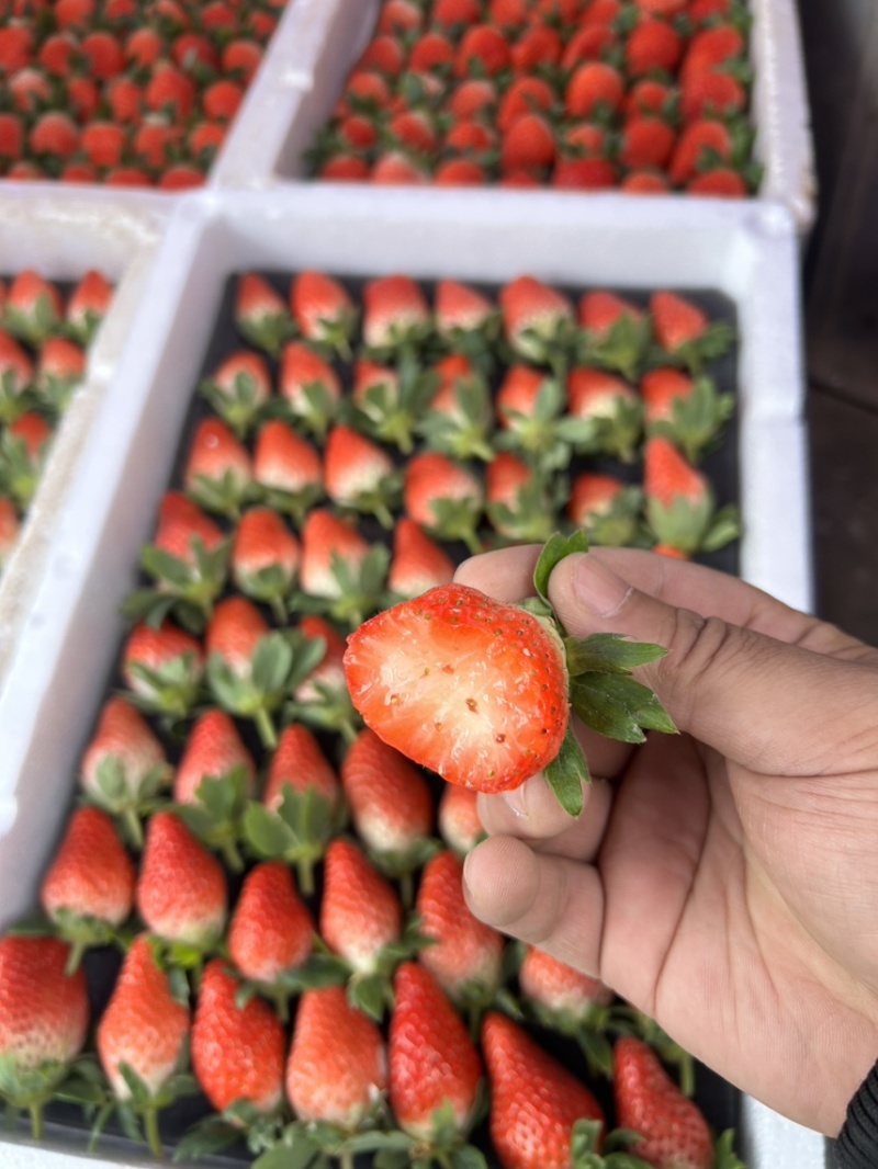 甜宝草莓🍓、香叶草莓🍓、有需要的老板可以联系了、