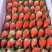 甜宝草莓🍓、香叶草莓🍓、有需要的老板可以联系了、