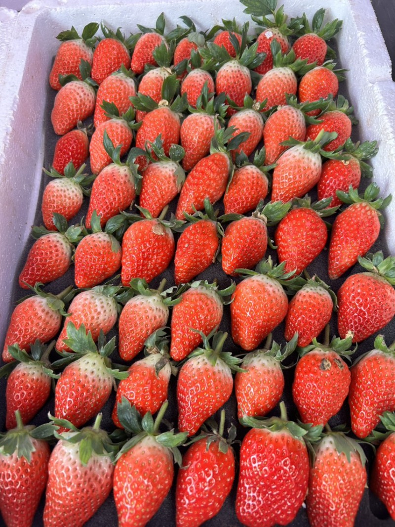 甜宝草莓🍓、香叶草莓🍓、有需要的老板可以联系了、