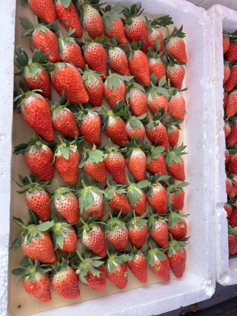 甜宝草莓🍓、香叶草莓🍓、有需要的老板可以联系了、