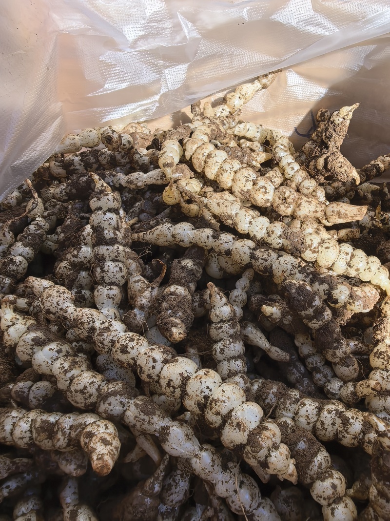 又大又透又亮现挖螺丝菜地环