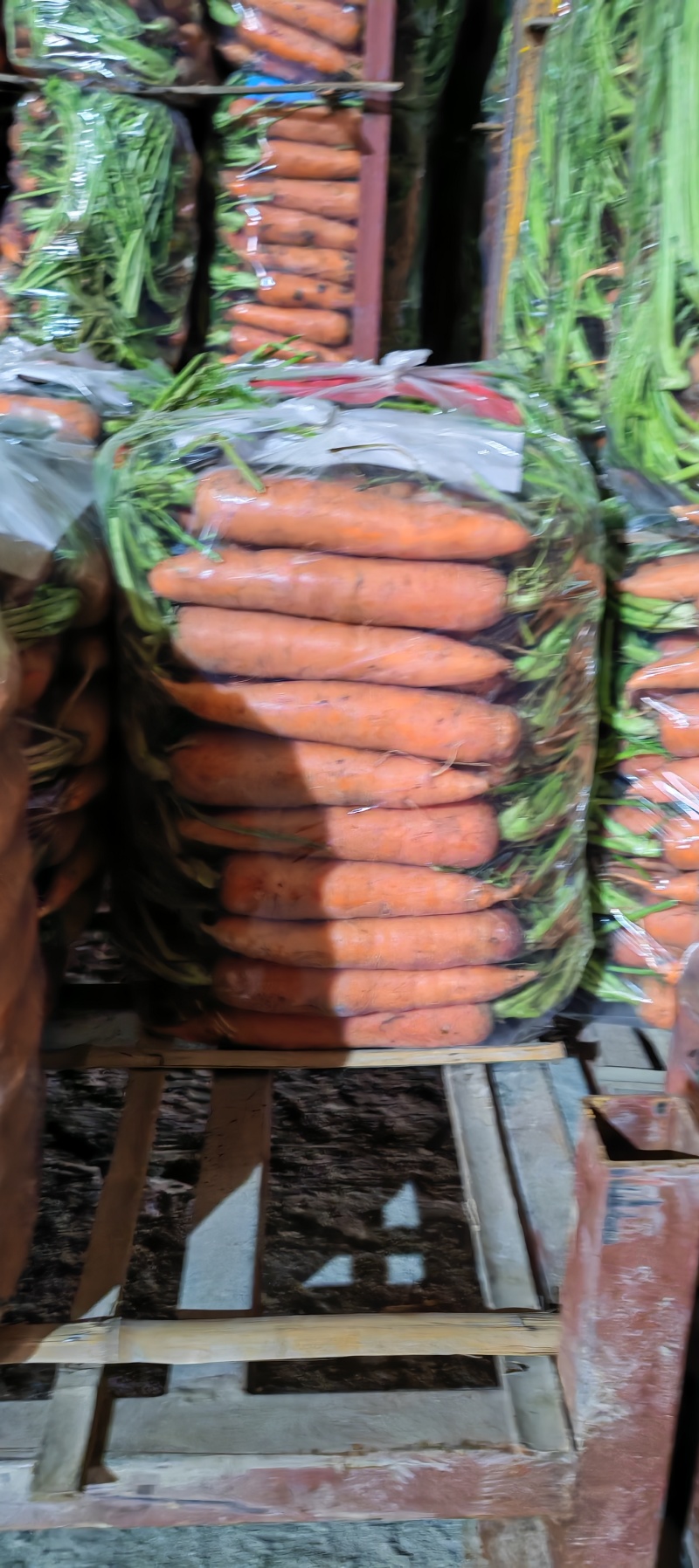 精品河南货带苗胡萝卜
