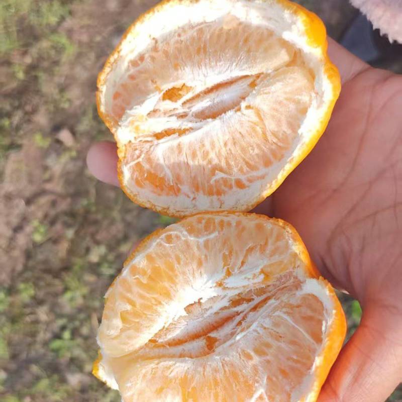 精品耙耙柑现摘现发产地供应量大从优诚信经营