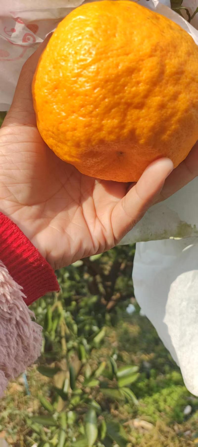 精品耙耙柑现摘现发产地供应量大从优诚信经营