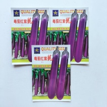 粤茄红紫龙长茄种子表皮光泽肉白色高产春秋播种紫红茄种子籽