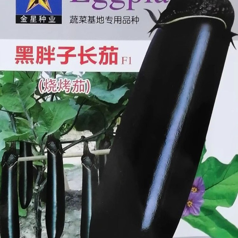 粤茄红紫龙长茄种子表皮光泽肉白色高产春秋播种紫红茄种子籽