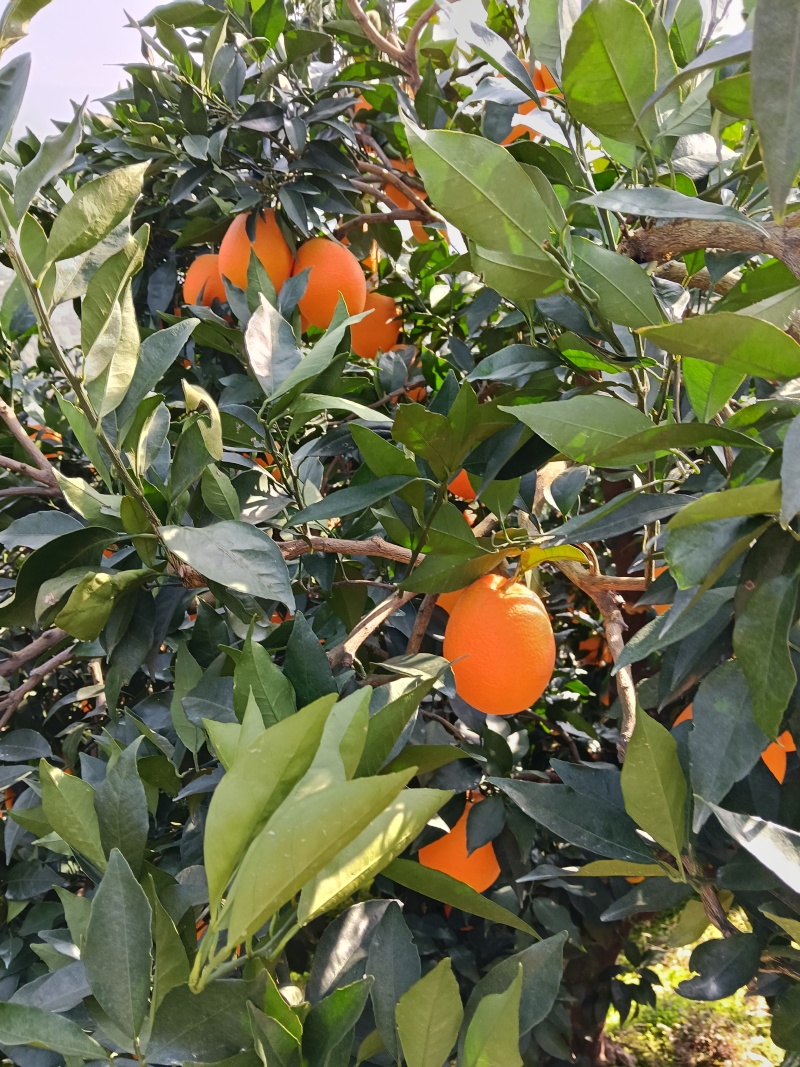 长红脐橙，精品长红大量有货，果大皮细，量大从优，欢迎定购