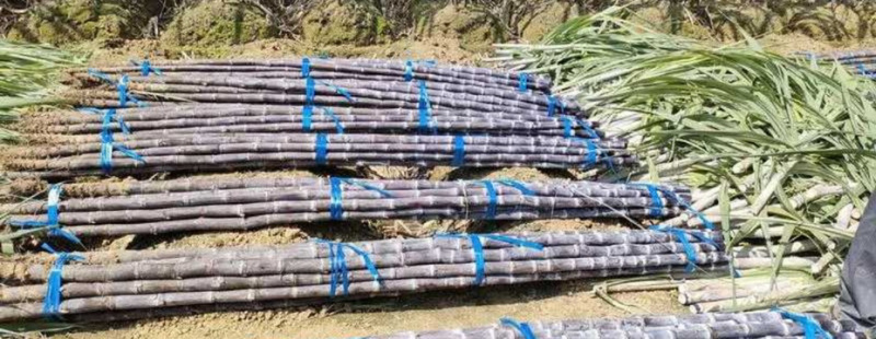 黑皮甘蔗产地直销量大从优可视频看货对接全国电商市场视频