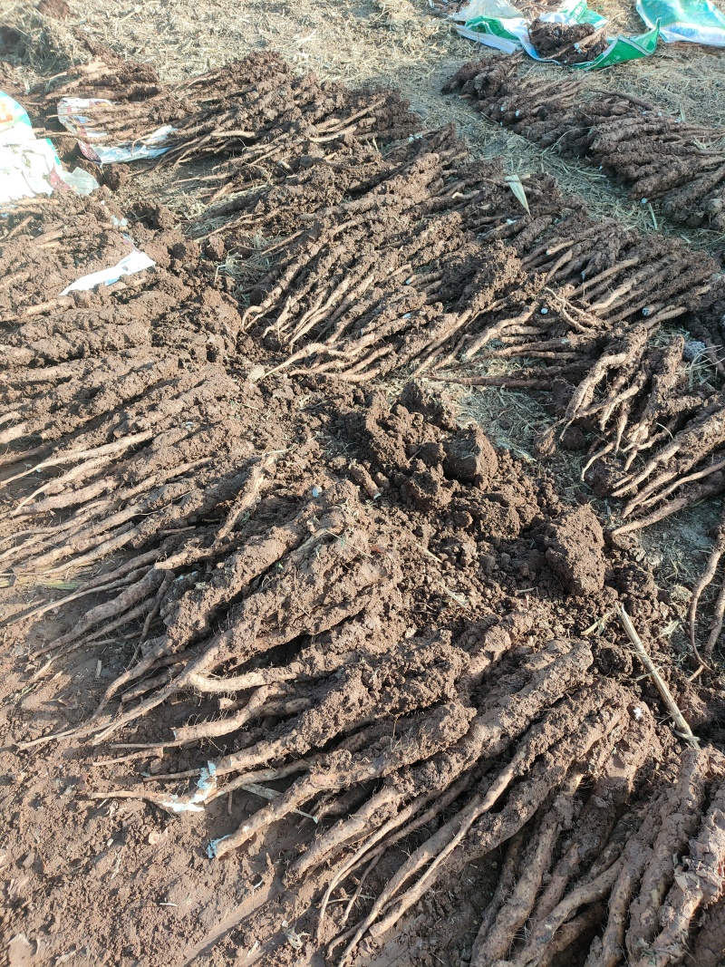 正宗垆土铁棍山药，货量充足，现挖现发，品质佳，欢迎咨询