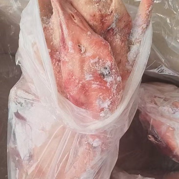 三级中龄两光的鹅体