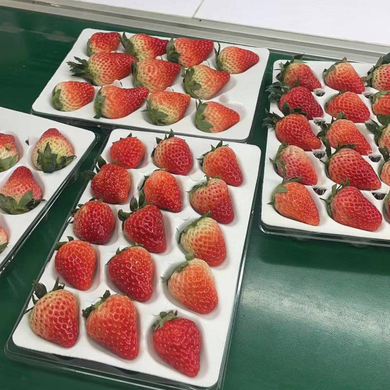 安徽四县精品红颜草莓大量上市中，可以代发全国客户。