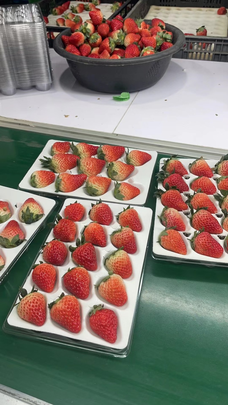 安徽四县精品红颜草莓大量上市中，可以代发全国客户。