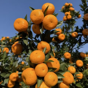 广西桂林蜜橘🍊，产地大量上市，产地滞销，毛毛钱！