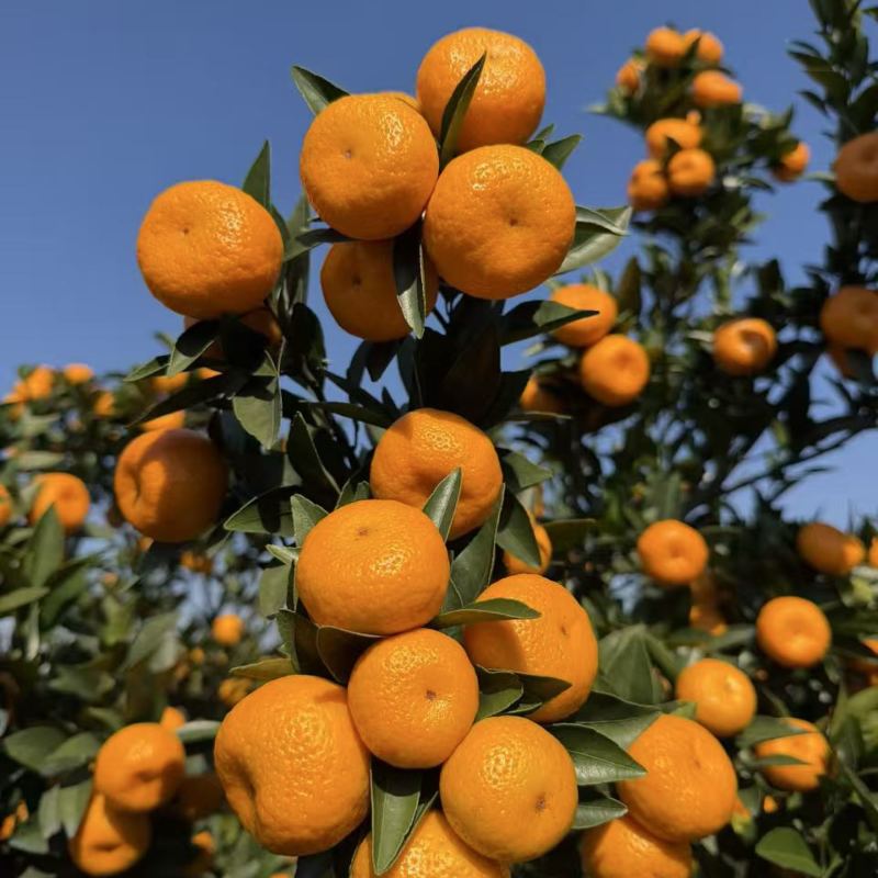 广西桂林蜜橘🍊，产地大量上市，产地滞销，毛毛钱！