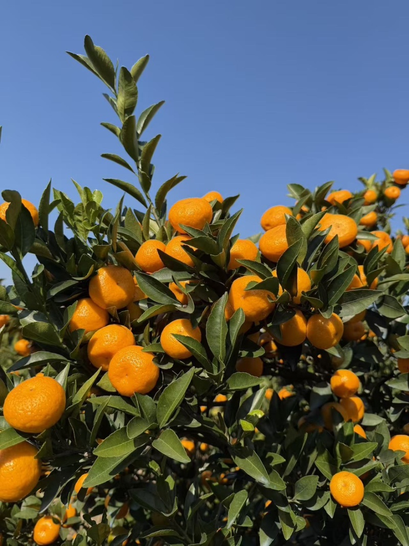 广西桂林蜜橘🍊，产地大量上市，产地滞销，毛毛钱！