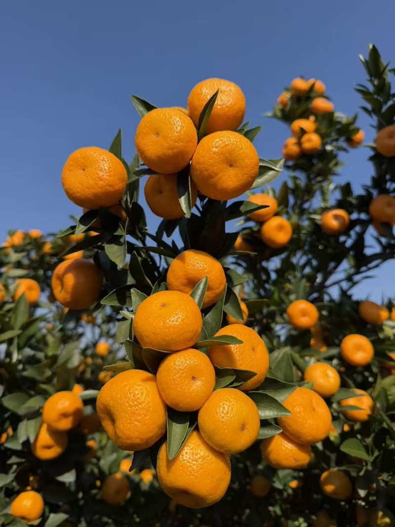 广西桂林蜜橘🍊，产地大量上市，产地滞销，毛毛钱！