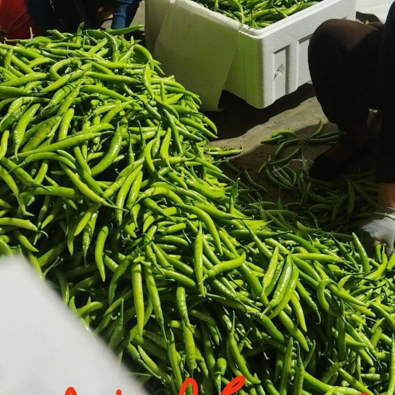 大果辣椒