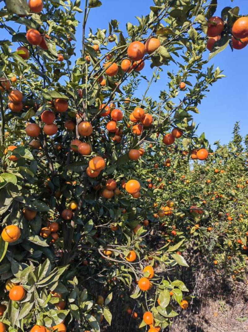 红美人桔子